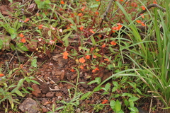 Impatiens aadishankarii
